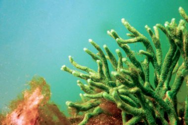 Tatlı Su Süngeri (Spongilla lacustris) Süngergillidae Tatlı Su Suyu