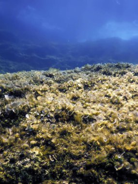 Kahverengi Algler (Padina pavonica) Su altı Tavuskuşu kuyruğu 