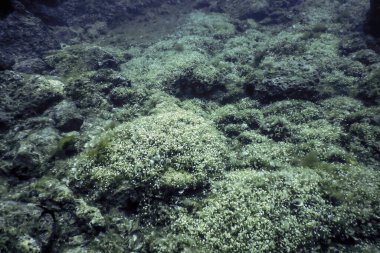 Akdeniz Şemsiye Algleri (asetabularia Mediterranea) Su altında