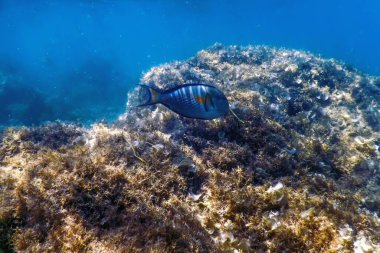 Sohal Cerrah Balığı, Sohal Tang (Acanthurus Sohal) Deniz yaşamı