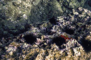 Su altı Denizkestaneleri bir kayanın üzerinde, sualtı kestaneleri
