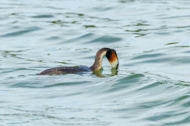 Suda büyük ibikli grebe (Podiceps kristali)