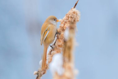 Şirin küçük kuş, sakallı memeler, kadın sakallı baştankara (panurus biarmicus)