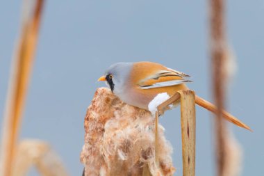 Şirin küçük kuş, sakallı memeler, Erkek sakallı baştankara (panurus biarmicus)