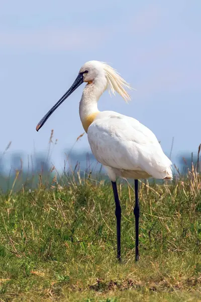 Avrasya Kaşığı Tasarısı (Platalea lucorodia) Yaygın Kaşık Faturası