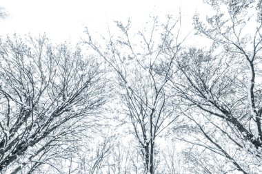 Ağaçların tepesinde kar, ağaçların tepesinde taç. 