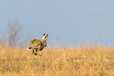 Avrupa Kahverengi Tavşanı (Lepus europeaus) baharda sahada koşar