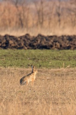 Avrupa Kahverengi Tavşanı (Lepus europeaus) bahar mevsiminde saklanır