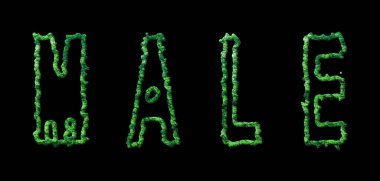 Erkek Ormanı, Siyah Üzerindeki Erkek Şehir Tepesi