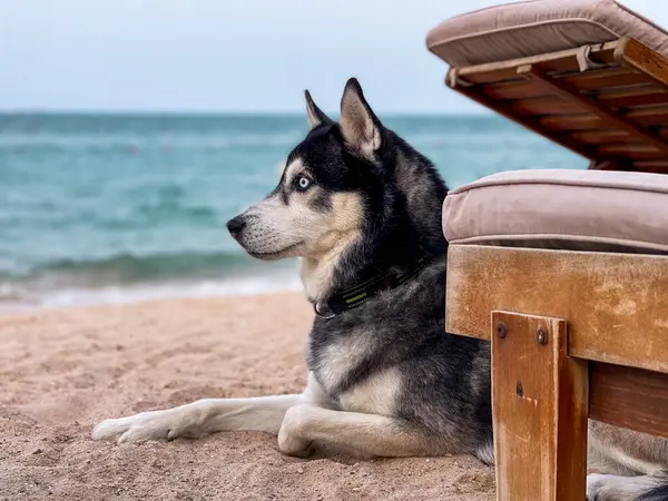 Sibirya Husky köpeği deniz kenarında dinleniyor. Yüksek kaliteli fotoHusky, kutup bölgelerinde özellikle kızak köpekleri olarak kullanılan bir köpektir..