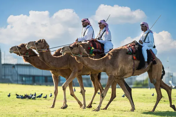 Sarayın önünde Amiri Diwan, saray muhafızlarının en özel ve görkemli develere bindiğini, Emir hükümdarları Doha 'yı korumak için bölgede devriye gezdiğini göreceksiniz, Katar 15-04-2024