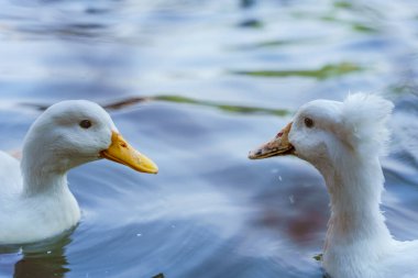 İki beyaz ördek su üzerinde yüzüyor.