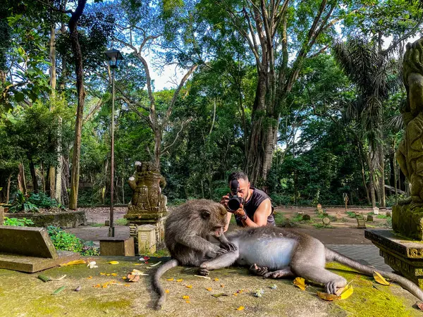 Endonezya 'nın Bali şehrinde iki maymun için fotoğraf çeken genç erkek fotoğrafçı.