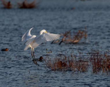 açılış büyük beyaz ak balıkçıl