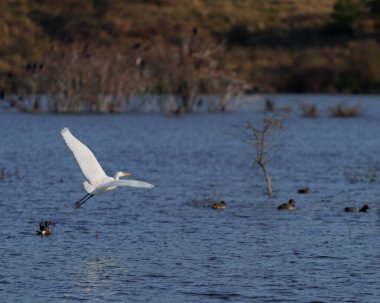 Uçan büyük beyaz ak balıkçıl