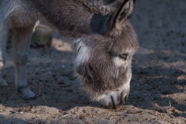 Eşeğin ahırda durması için yakın çekim.