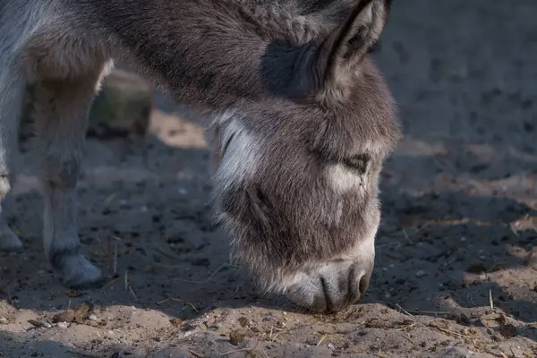 Eşeğin ahırda durması için yakın çekim.