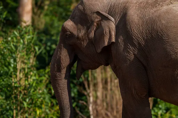 Hayvanat bahçesindeki Afrika fili için yakın çekim..