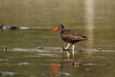 Bir Kara İstiridye Avcısı (Haematopus bachmani) sığ sularda midyeler dışarı sarkmış olarak yürüyor. Victoria, BC, Kanada 'da çekildi.