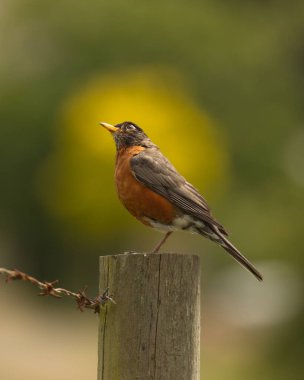 Tek bir Amerikalı Robin (Turdus migratorius) dikenli tellerle bir direğin üzerinde gökyüzüne bakıyor. Victoria, BC, Kanada 'da çekildi.