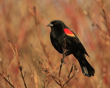 Kışın ölü bir dalda oturan tek bir erkek Kırmızı Kanatlı Karatavuk (Agelaius Phoeniceus). Victoria, BC, Kanada 'da çekildi.