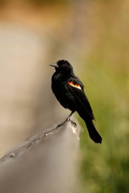 Tek bir kırmızı kanatlı karatavuk (Agelaius phoeniceus) çok küçük bir alan derinliğine sahip ahşap bir tırabzanın üzerinde duruyordu. Victoria, BC, Kanada 'da çekildi.