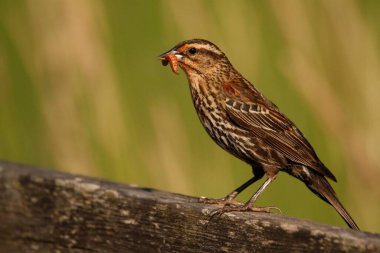 A single female Red-winged Blackbird (Agelaius phoeniceus) standing on a wooden railing with a caterpillar or worm in its beak and a green background. Taken on Vancouver Island, BC, Canada. clipart