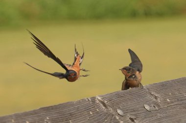 Bir Ahır Kırlangıcı (Hirundo rustica), bebeğini ahşap korkulukta besledikten sonra tuhaf bir pozisyonda uçar. Victoria, BC, Kanada 'da çekildi.