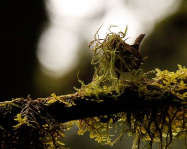 Bir Pasifik Wren (Troglodites pacificus) bir orman ağacı dalında yuvası için yosun toplar. Victoria, BC, Kanada 'da çekildi.