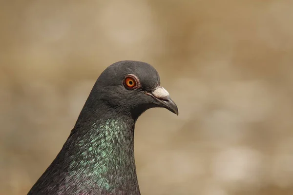 A close-up side profile portrait of a pigeon or rock dove (Columba livia) on a plain brown background. Taken in Victoria, BC, Canada.