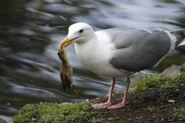 A Glaucous-winged Gull (Larus glaucescens) catching and eating a mallard duckling on land beside water. Taken in Victoria, BC, Canada.