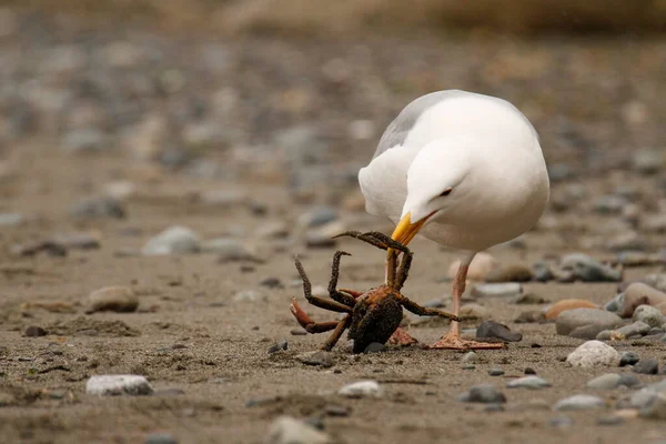 Uma Gaivota Gaivota Atacando Comendo Caranguejo Uma Praia Arenosa Rochosa — Fotografia de Stock
