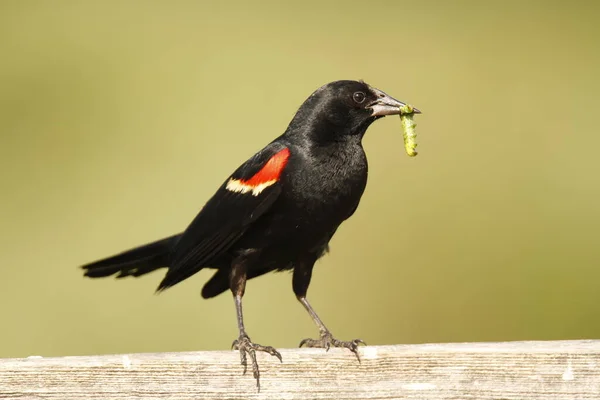 stock image A single male Red-winged Blackbird (Agelaius phoeniceus) standing on a wooden railing with a caterpillar in its beak and a green background. Taken on Vancouver Island, BC, Canada.