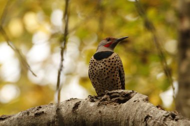 One red-shafted Northern Flicker (Colaptes auratus) perched on a tree branch with yellow leaves in the background. Taken in Victoria, BC, Canada.