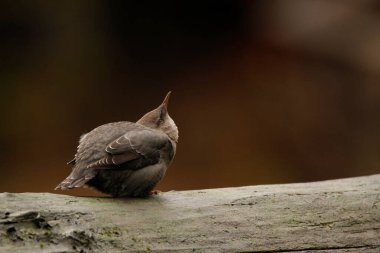 Close up of one American Dipper (Cinclus mexicanus) sitting on a wet log beside a river while dipping its head in a funny pose. Taken in Victoria, BC, Canada.