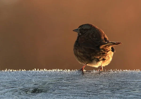 One Song Sparrow (Melospiza melodia) from behind perched on a frosty wooden fence.Taken in Victoria, BC, Canada.