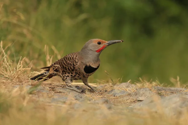 Ground level close up of one male red-shafted Northern Flicker (Colaptes auratus). Taken in Victoria, BC, Canada.
