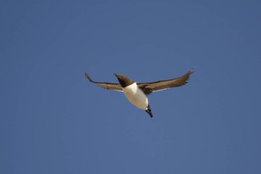Close-up of a single Common Murre (Uria aalge) in breeding plumage flying against blue sky with wings spread and flapping. Taken in Oregon, USA.