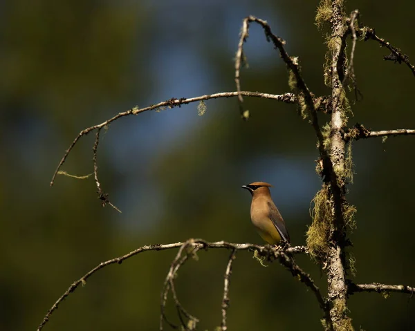 A single Cedar Waxwing (Bombycilla cedrorum) perched on a branch in a tree and framed by lichen or moss on the branches. Taken in Victoria, BC, Canada.