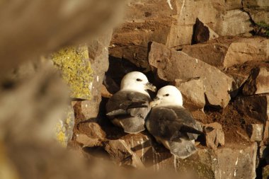 A pair of Northern Fulmars (Fulmarus glacialis) nesting on the side of a cliff. Taken at the Latrabjarg bird cliffs in the Westfjords of Iceland
