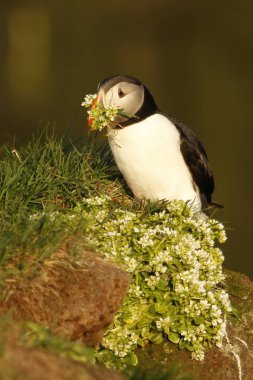 A single Atlantic Puffin (Fratercula arctica) on a cliff with white flowers in its beak. Taken at the Latrabjarg bird cliffs in the Westfjords of Iceland.