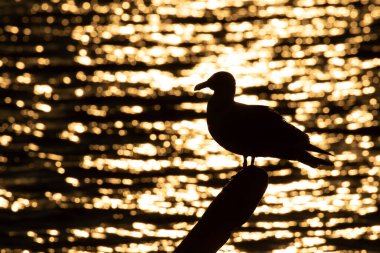 Okyanusun önüne tünemiş bir martı, yükselen güneşle birlikte Victoria, British Columbia, Kanada 'da parlıyor..