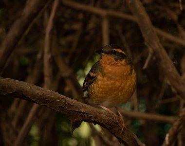 Victoria, British Columbia, Kanada 'da bir ağacın gölgesinde tek bir Çeşme.