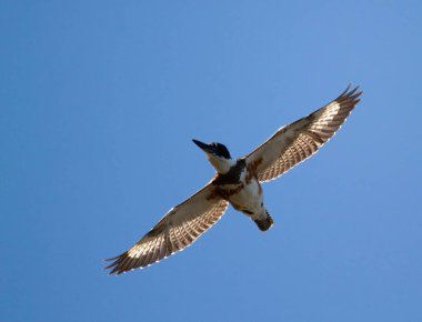 Victoria, British Columbia, Kanada 'da mavi gökyüzüne uzanmış arka ışıklandırma kanatlarıyla uçan dişi kemerli bir Kingfisher..