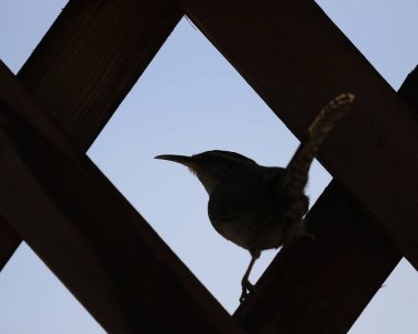 Bewick 's Wren, Victoria, British Columbia, Kanada' da bir çite tünemiş ve arkadan ışıklandırılmış..