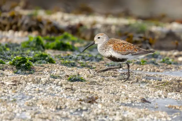 Stock image One Dunlin in breeding plumage walking on wet rocks with barnacles and seaweed in Victoria, British Columbia, Canada.