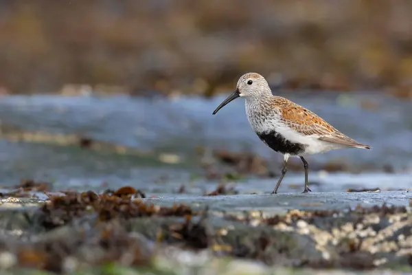 Stock image One Dunlin in breeding plumage walking on wet rocks with barnacles  in Victoria, British Columbia, Canada.