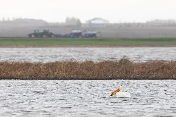 Stock image An American White Pelican in breeding plumage floating on the water with tractors and farmland in the background. Taken at Frank Lake, near High River, Alberta, Canada in May 2024.