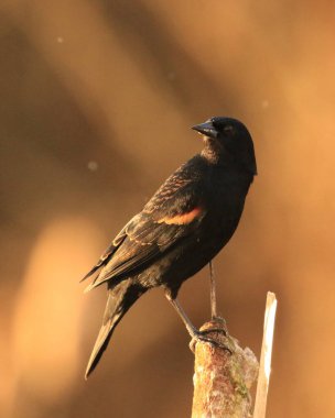 Erkek bir kırmızı kanatlı karatavuk Victoria, British Columbia, Kanada 'da bir kuyruğa tünedi..