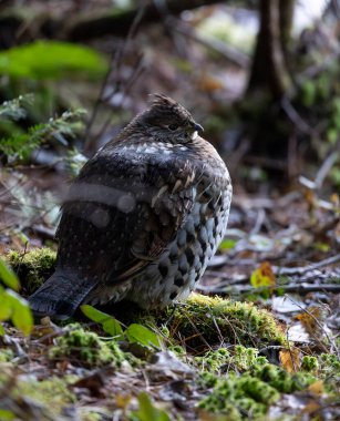Kanada, Ontario 'daki Algonquin İl Parkı' nda orman zemininde yakalı bir Grouse..